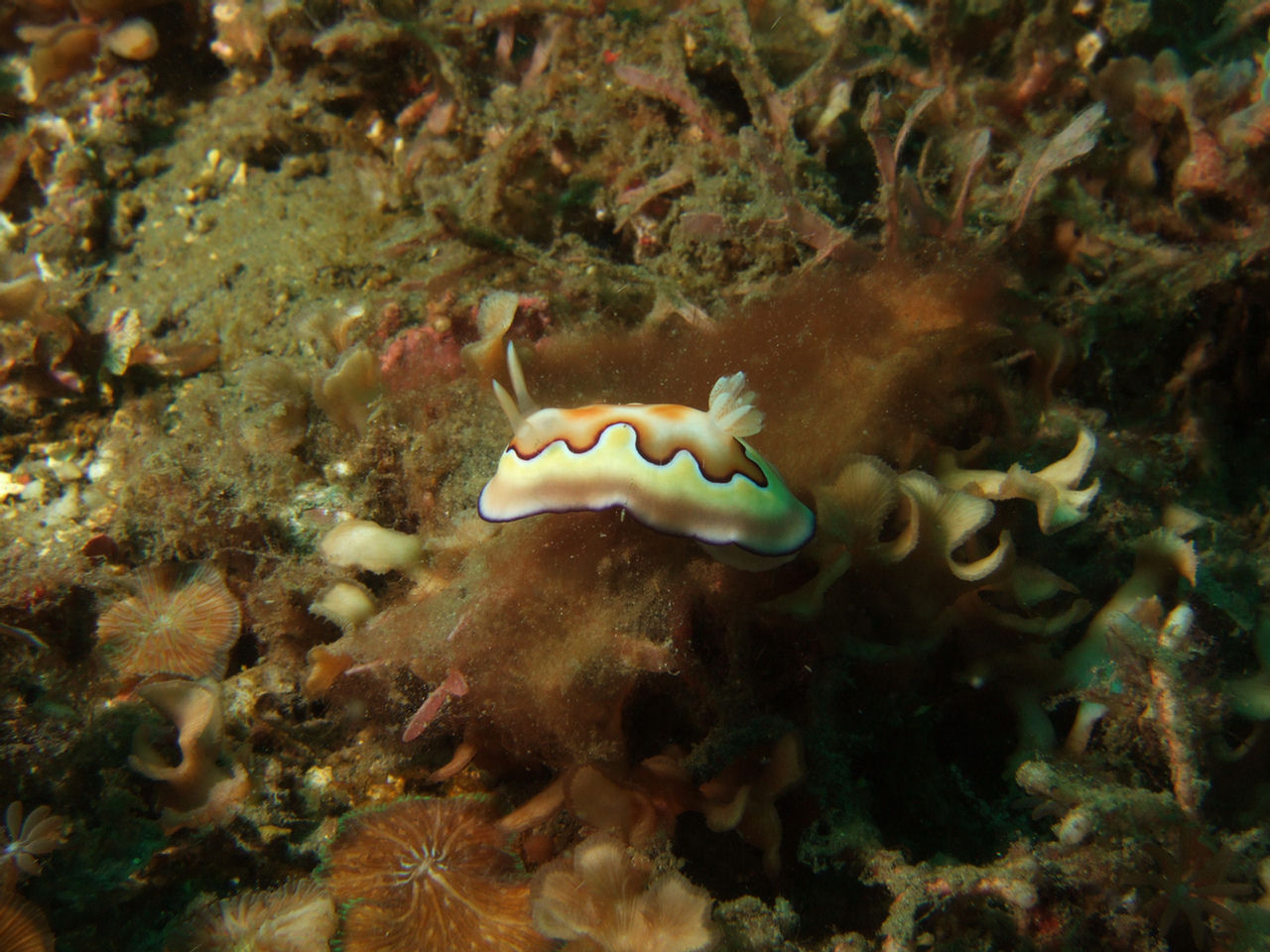 Chromodoris coi